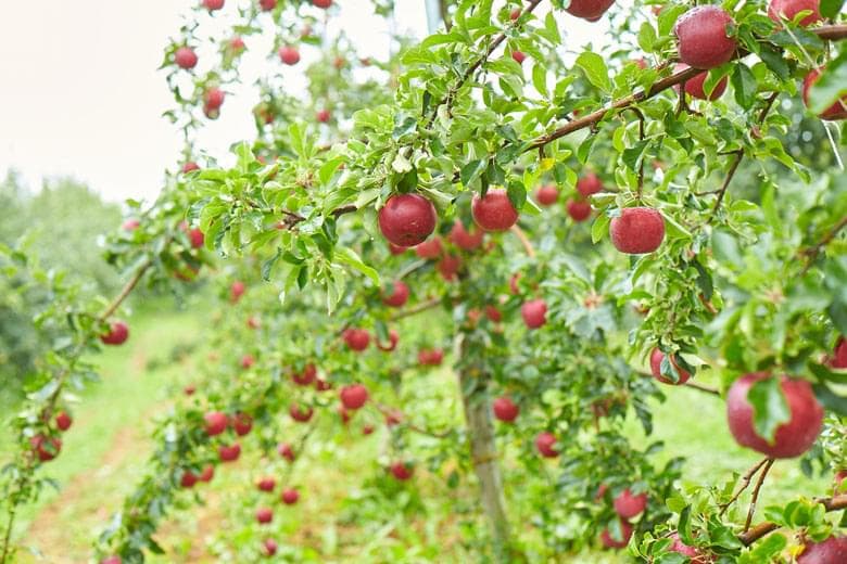 Apple Picking