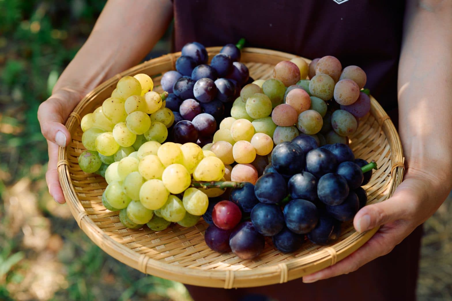 Grape Picking