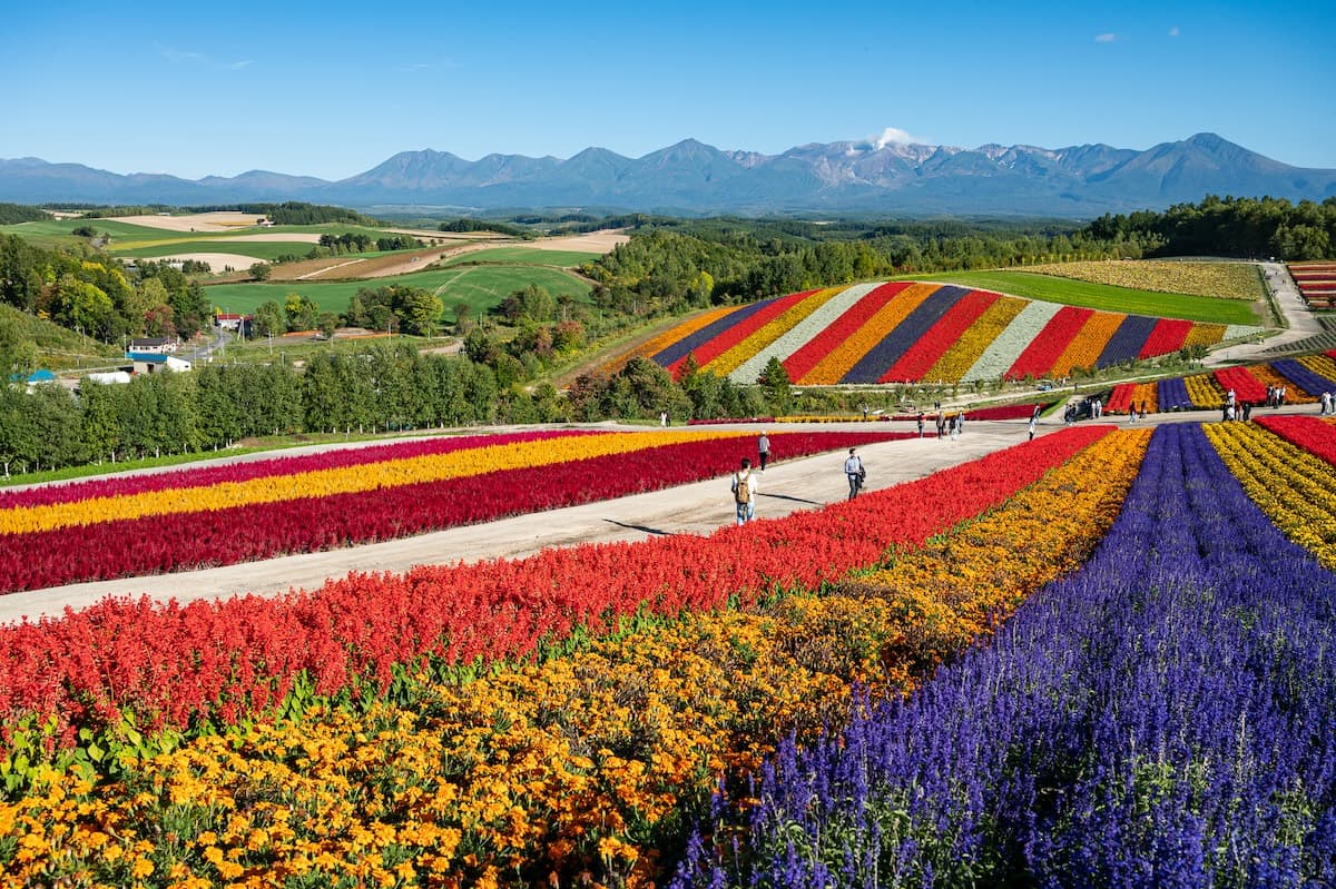 Biei - Furano Tour
