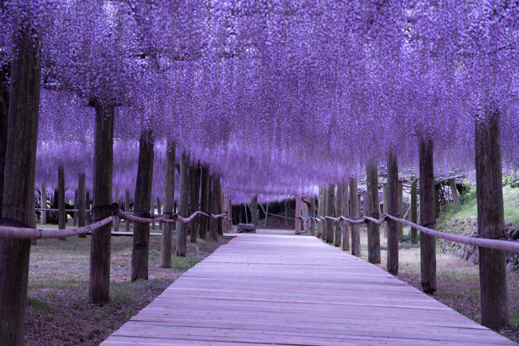 Kawachi Fujien Wisteria Garden